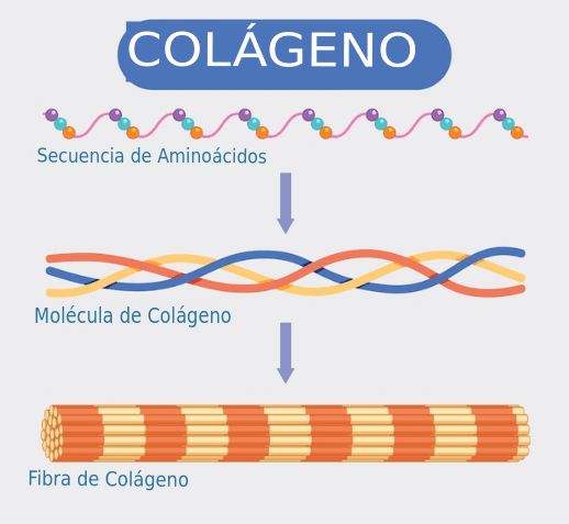 Estructura molecular del colágeno